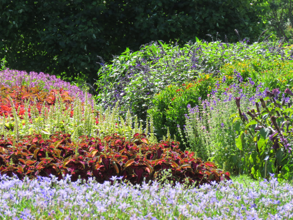 Sommarblommor i Botan. Foto: Dan Abelin.