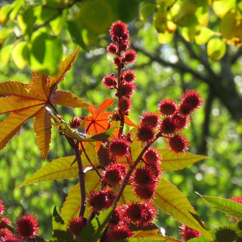 Ricin (Ricinus communis). Foto: Dan Abelin.