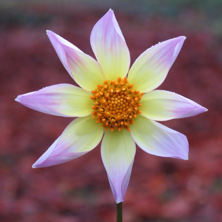 Dahlia x pinnata 'Trelyn Seren'. Foto: Dan Abelin.