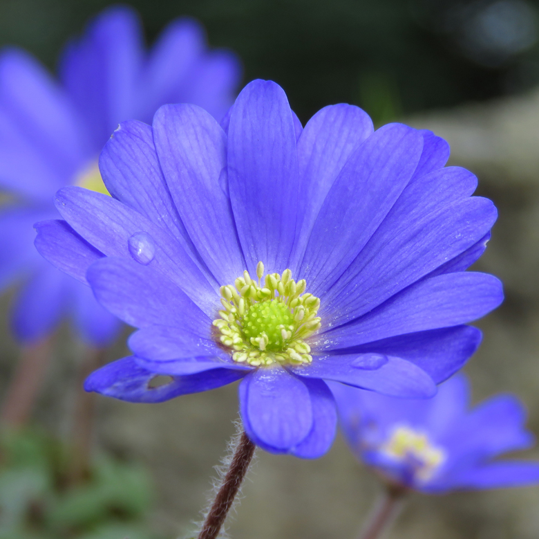 Balkansippa (Anemone blanda). Foto: Dan Abelin.