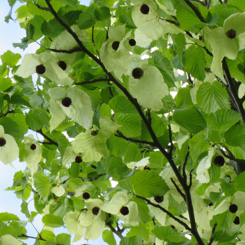 Näsduksträd (Davidia involucrata var. vilmoriniana). Foto: Dan Abelin.