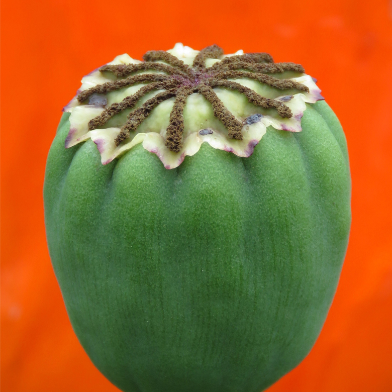 Jättevallmo (Papaver Orientale-Gruppen). Foto: Dan Abelin.