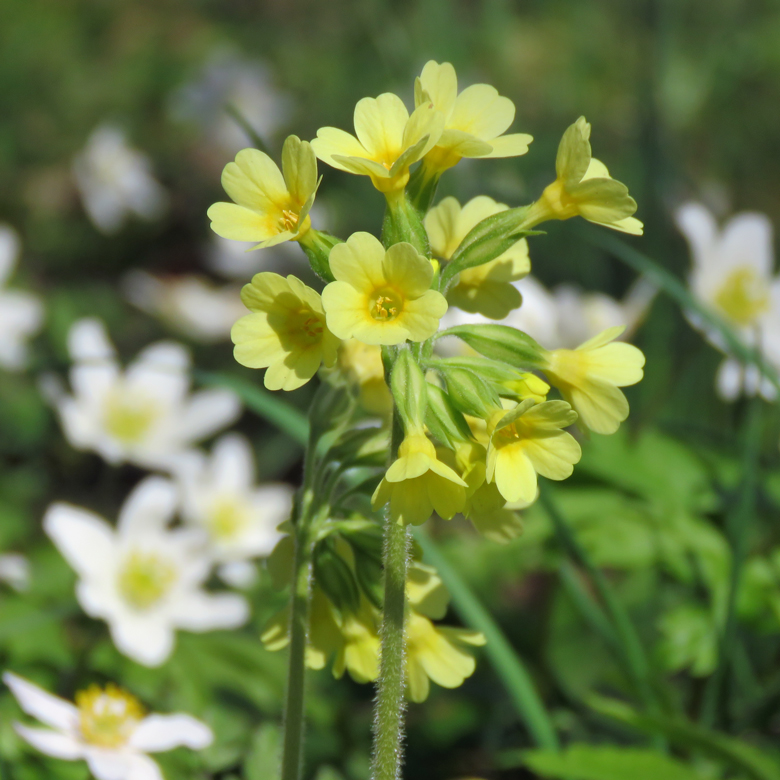 Lundviva (Primula elatior) i Botan (april 2020). Foto: Dan Abelin.