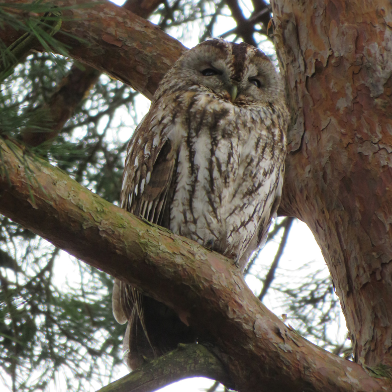 Kattuggla (Strix aluco) i Botan. Foto: Dan Abelin.