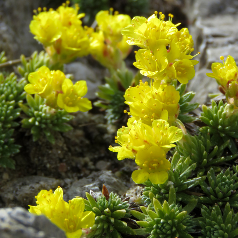 Kronbräcka (Saxifraga ferdinandi-coburgi). Foto: Dan Abelin.