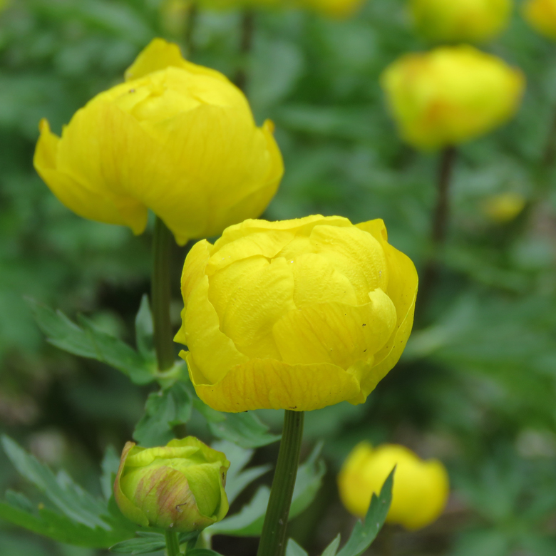 Smörbollar (Trollius europaeus) i Botan. Foto: Dan Abelin.