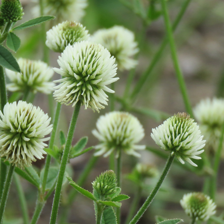 Backklöver (Trifolium montanum) i Botan. Foto: Dan Abelin.