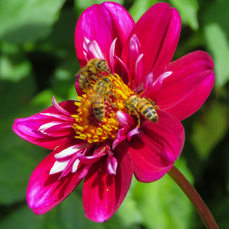 Dahlia 'Hootenanny'. Foto: Dan Abelin.