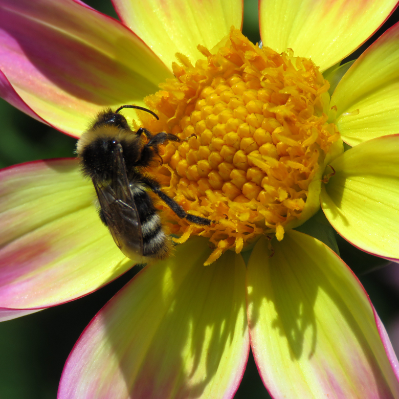 Humla på dahlia. Foto: Dan Abelin.