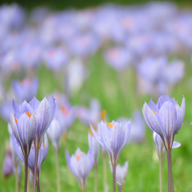 Höstkrokus (Crocus speciosus). Foto: Dan Abelin.