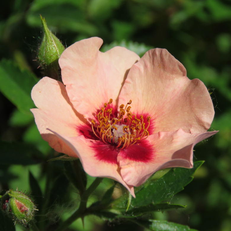 Persisk ros (Rosa Persica-Gruppen 'Harunique'). Foto: Dan Abelin.