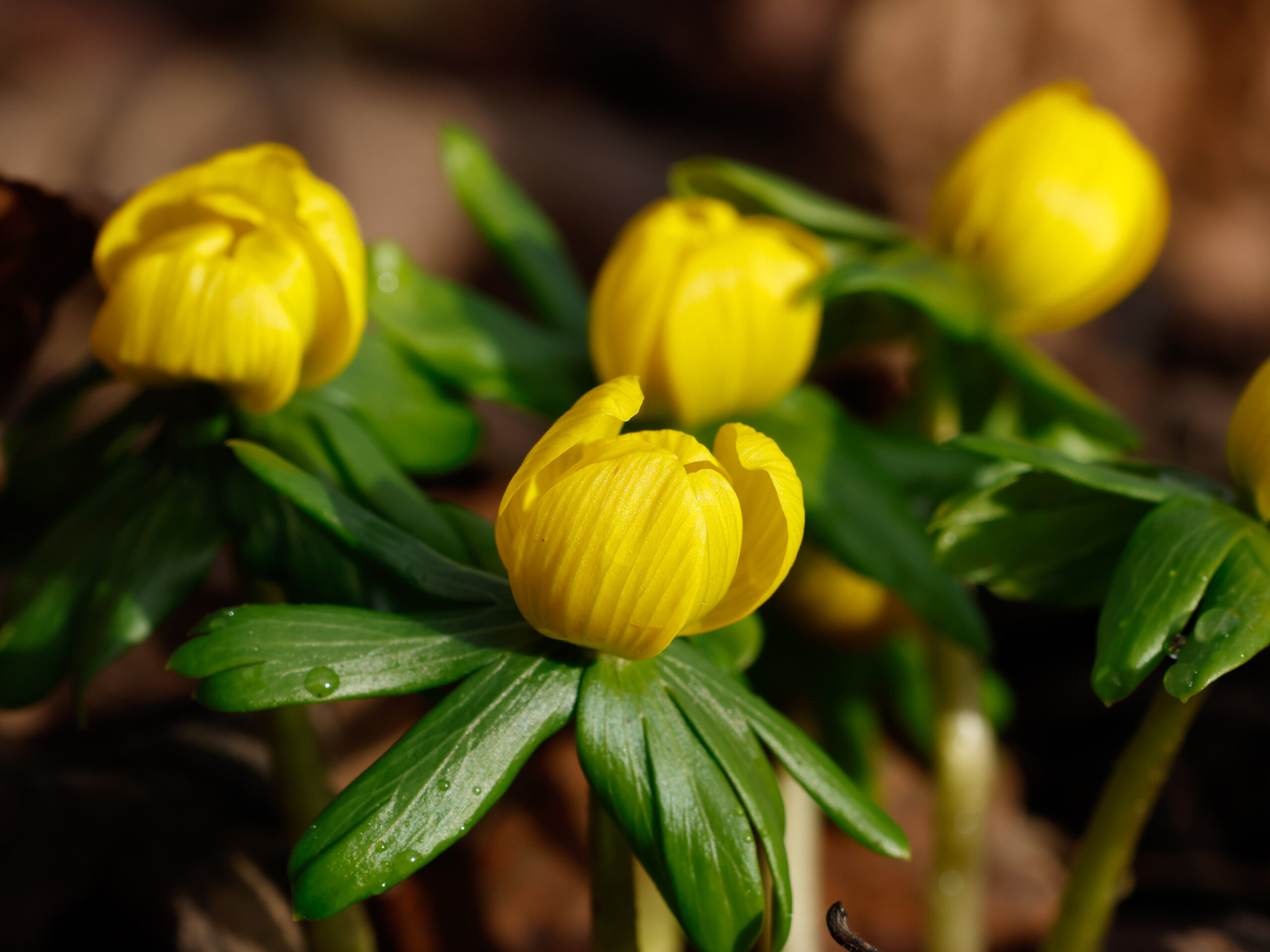 Vintergäck (Eranthis hyemalis) under den turkiska hasseln i Botan. Foto: Dan Abelin.